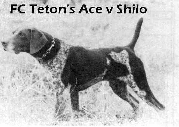Teton's Ace v Shilo
