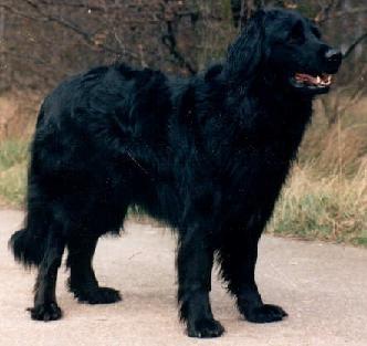 Berengar aus dem Schwarzen Haus