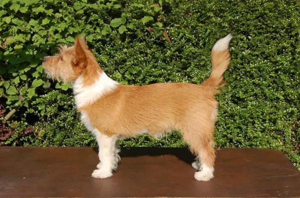 Nashnall Bandido at Caldermist