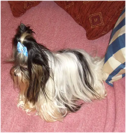 A little Paddy von Mon Royal