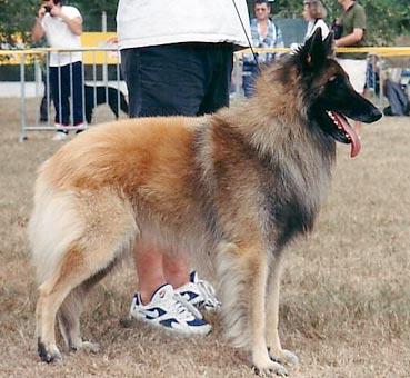 Gourou du Crepuscule des Loups
