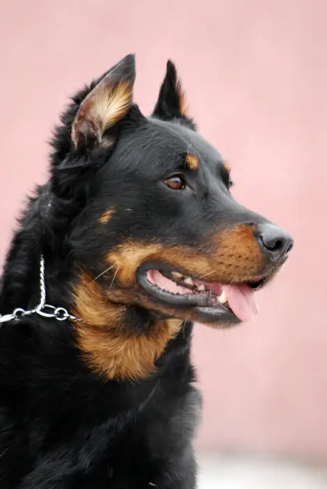 Boomer des Marais du Diable