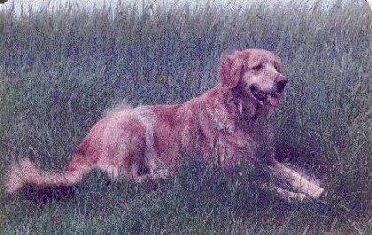 Banja von der Birkenheide