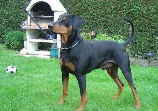 CELANO of Bandits Farm