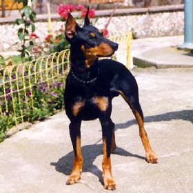 ASTOR vom Awarenring