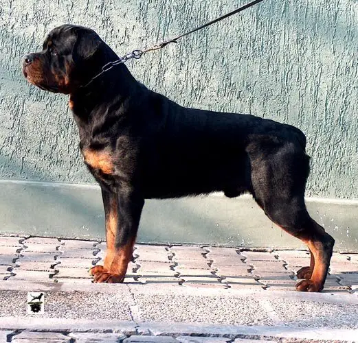 champion rottweiler for sale