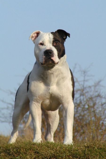 absolute staffordshire bull terriers