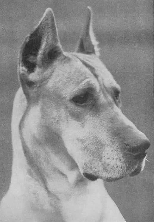 Image uploaded by GSD Lineage Gazelle V Loheland (of Ouborough)