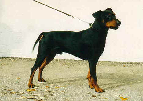 Duffyco's CYRILL