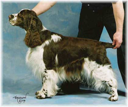 english springer spaniel pedigree database