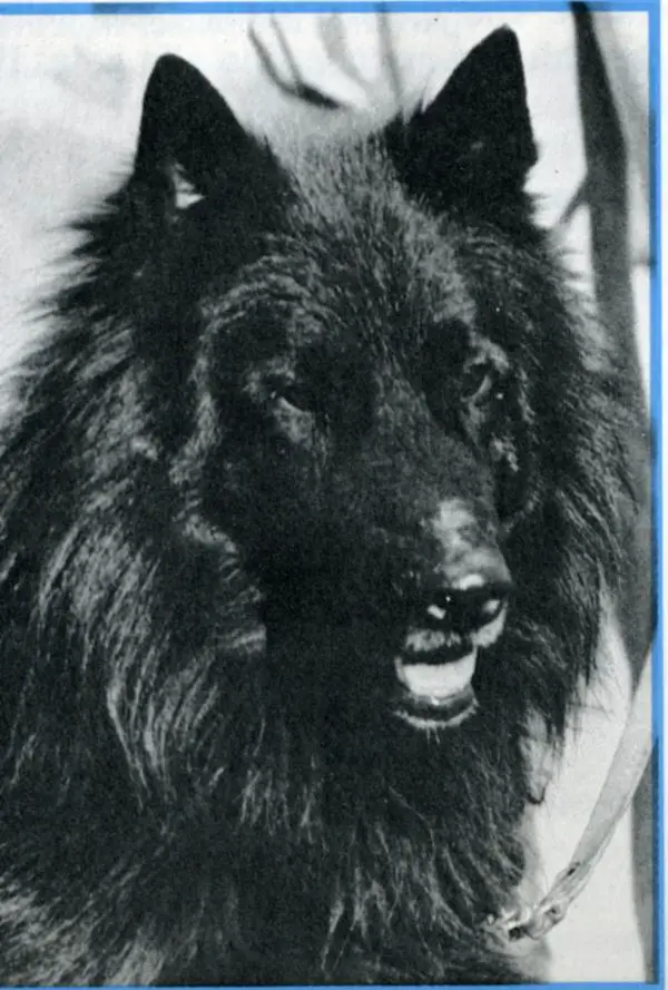 Wolf