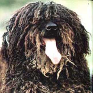 Moro