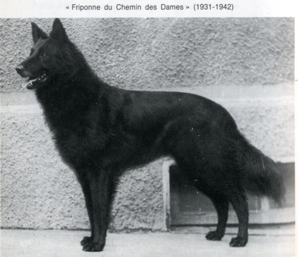 Friponne du Chemin des Dames