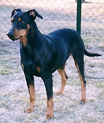 Hustomten's SNURREBUSS