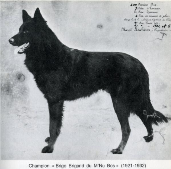 Brigo Brigand du M'Nu Bos