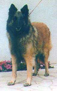 Thalie du Puits d'Ombelle