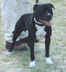 boudreaux pitbull