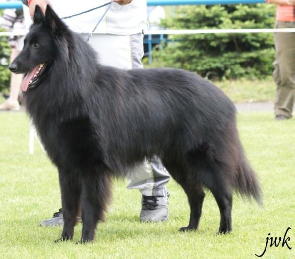 ackley clever canin