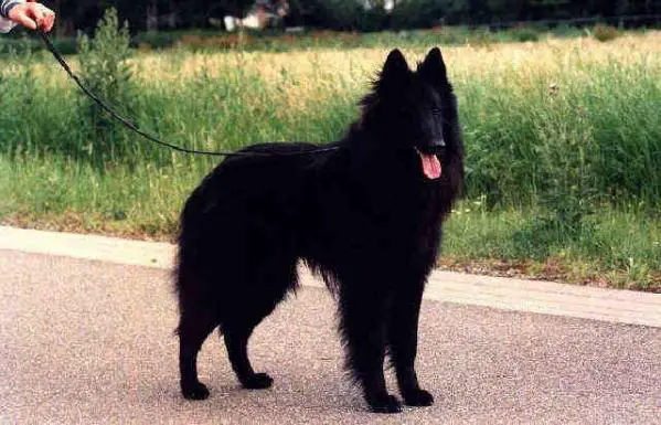 Buster-Jessie van Lana's Hof