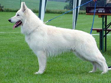 white mountain dog breeds
