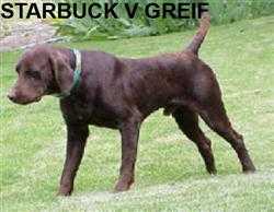 Starbuck v Greif