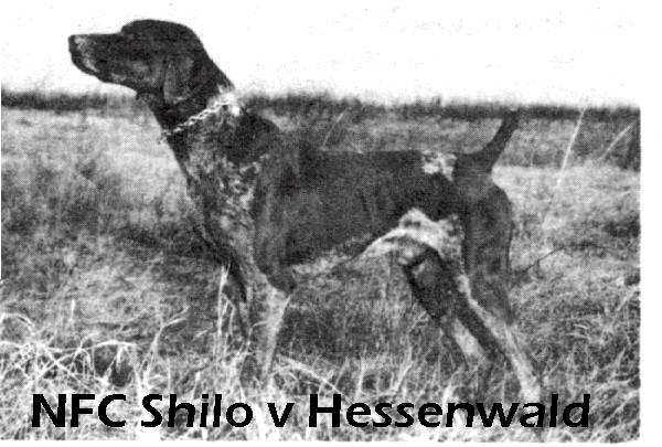 Shilo v Hessenwald