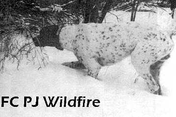 P J Wildfire
