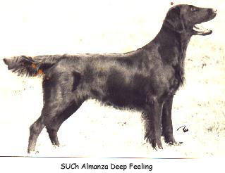 Almanza Deep Feeling