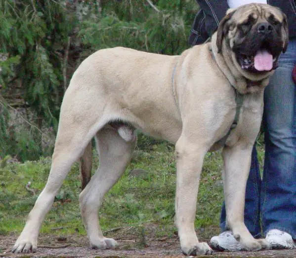 natoris louie