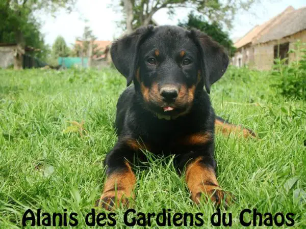 Alanis des Gardiens du Chaos