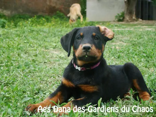 Aes Dana des Gardiens du Chaos