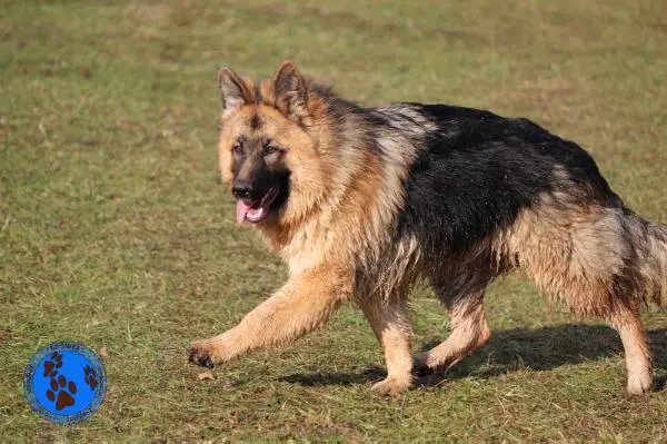 tundra shepherd dog