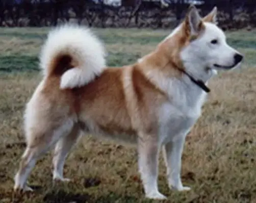 Sunnusteins- Canis