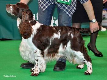 peasblossom springers