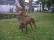 Cacique De Benrey Hounds