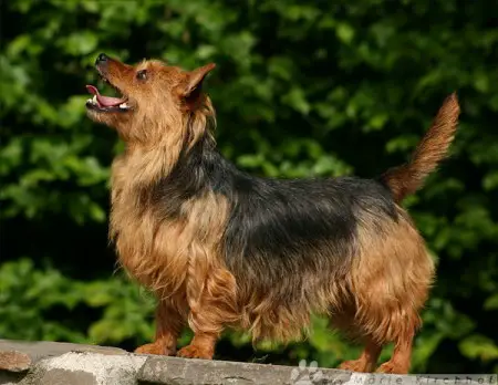 Bene Aussie Top Line