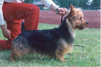 Bluepepper's Wilhelm Tell