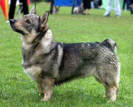 SKOGSBYGDENS WILHELMINA DE-VILLE