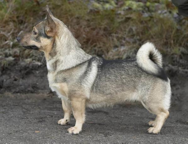 SKOGSBYGDENS DISA ILLMARIG
