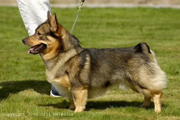 KÄRRADALENS HASSE HUSBOCK