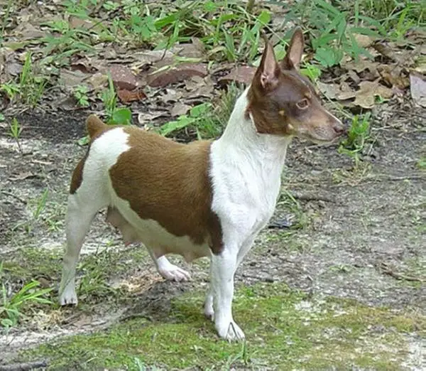 Caney Creek Cheyenne