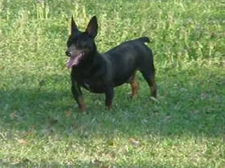 Spiller's Maximus Alexander