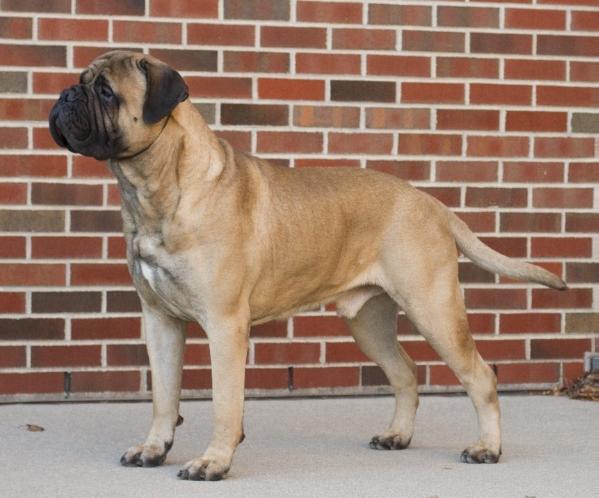 Miniature bullmastiff sales