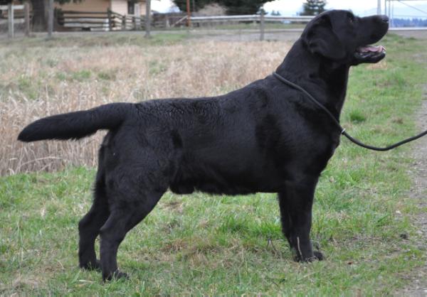 Nipntuck labradors shop