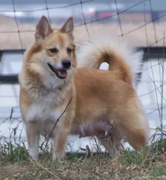 Frelsi Farms Belle