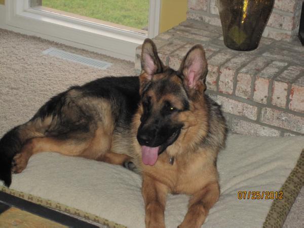 von haus wisenbaker german shepherds