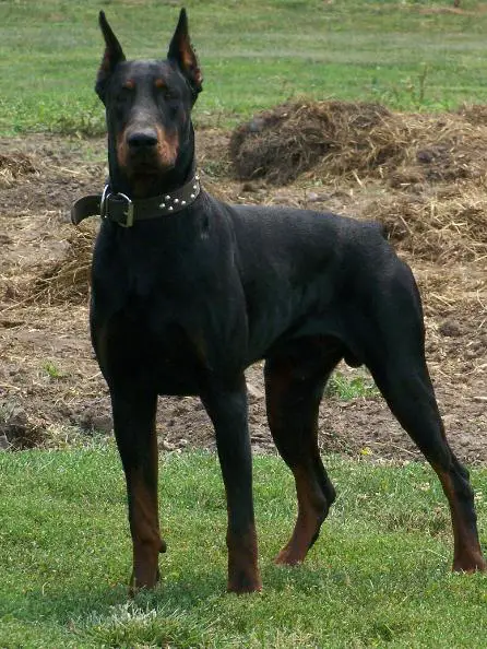 male doberman pinscher