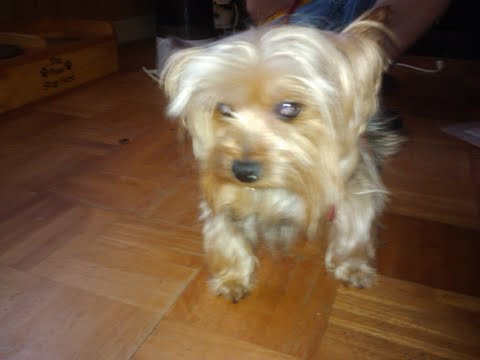 Rayfields Mr Little Czar