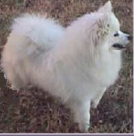 Sondogs Estancia Lacy Chiffon