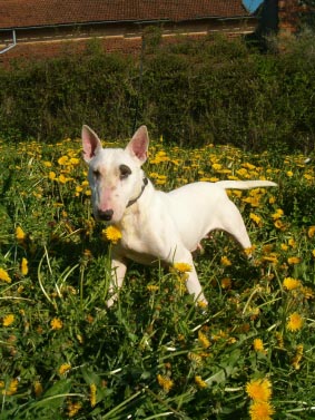 Ripley de la Harde aux sept Collines